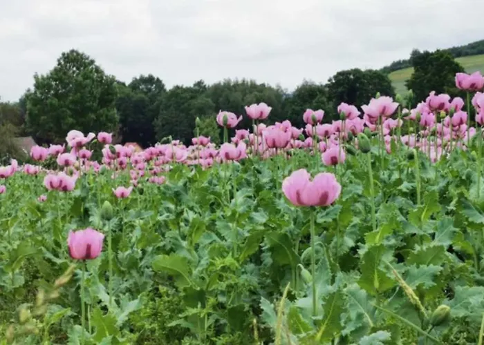 Willkommen Im Apartmán